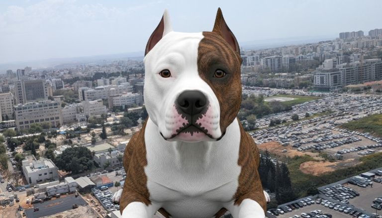 כלב בפתח תקווה